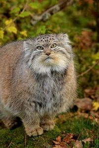 Preview wallpaper manul, grass, leaves, wood, fluffy