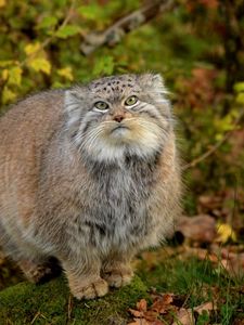 Preview wallpaper manul, grass, leaves, wood, fluffy