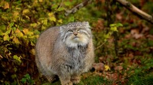 Preview wallpaper manul, grass, leaves, wood, fluffy