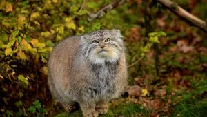 Preview wallpaper manul, grass, leaves, wood, fluffy