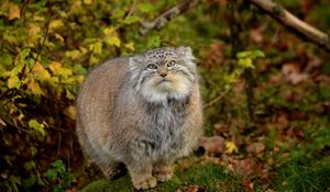 Preview wallpaper manul, grass, leaves, wood, fluffy