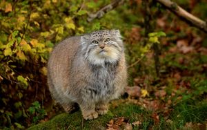 Preview wallpaper manul, grass, leaves, wood, fluffy