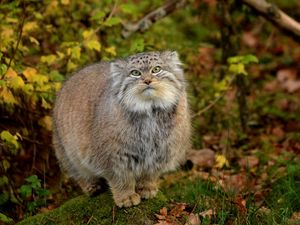 Preview wallpaper manul, grass, leaves, wood, fluffy