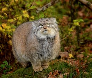 Preview wallpaper manul, grass, leaves, wood, fluffy