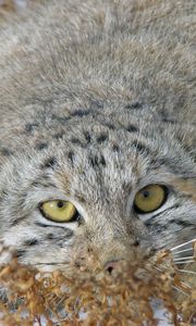 Preview wallpaper manul, grass, lie, hide