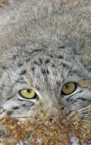 Preview wallpaper manul, grass, lie, hide