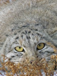 Preview wallpaper manul, grass, lie, hide