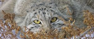 Preview wallpaper manul, grass, lie, hide