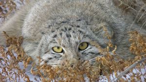 Preview wallpaper manul, grass, lie, hide