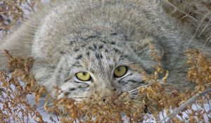 Preview wallpaper manul, grass, lie, hide