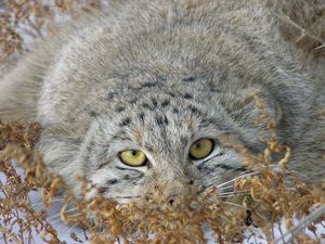 Preview wallpaper manul, grass, lie, hide