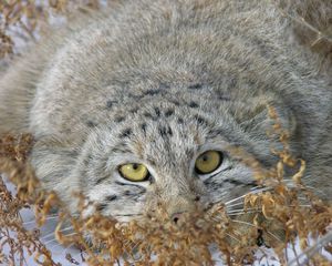 Preview wallpaper manul, grass, lie, hide