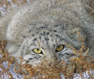 Preview wallpaper manul, grass, lie, hide