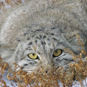 Preview wallpaper manul, grass, lie, hide