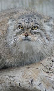 Preview wallpaper manul, hair, eyes, attention