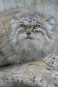 Preview wallpaper manul, hair, eyes, attention