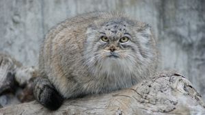 Preview wallpaper manul, hair, eyes, attention