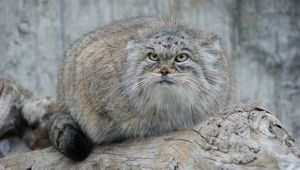 Preview wallpaper manul, hair, eyes, attention