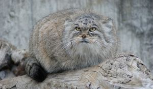 Preview wallpaper manul, hair, eyes, attention