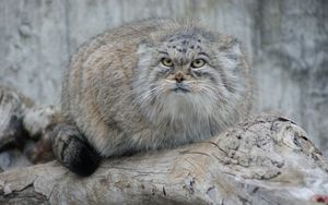 Preview wallpaper manul, hair, eyes, attention