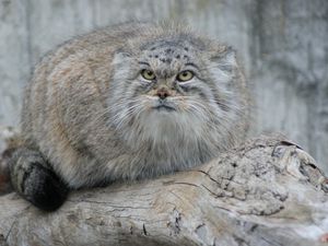 Preview wallpaper manul, hair, eyes, attention