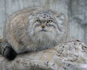 Preview wallpaper manul, hair, eyes, attention