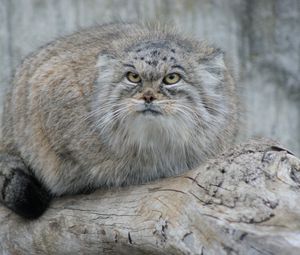 Preview wallpaper manul, hair, eyes, attention