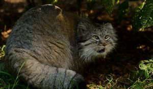 Preview wallpaper manul, hide, fear, grass, bushes