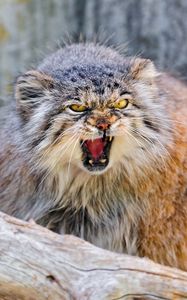 Preview wallpaper manul, muzzle, aggression, cat