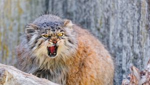 Preview wallpaper manul, muzzle, aggression, cat