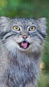 Preview wallpaper manul, protruding tongue, wild cat, wildlife