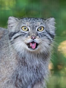 Preview wallpaper manul, protruding tongue, wild cat, wildlife