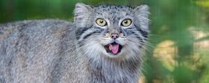 Preview wallpaper manul, protruding tongue, wild cat, wildlife