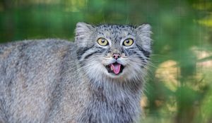 Preview wallpaper manul, protruding tongue, wild cat, wildlife