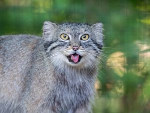 Preview wallpaper manul, protruding tongue, wild cat, wildlife