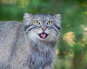 Preview wallpaper manul, protruding tongue, wild cat, wildlife