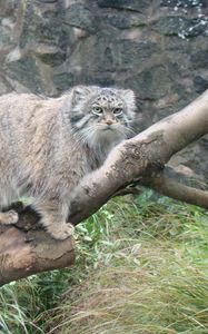 Preview wallpaper manul, tree, sit, care