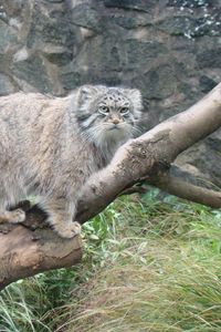 Preview wallpaper manul, tree, sit, care