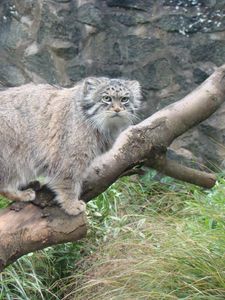 Preview wallpaper manul, tree, sit, care