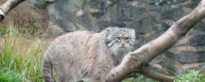 Preview wallpaper manul, tree, sit, care