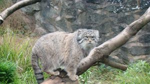 Preview wallpaper manul, tree, sit, care