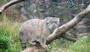 Preview wallpaper manul, tree, sit, care