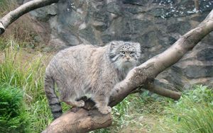 Preview wallpaper manul, tree, sit, care