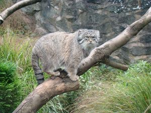Preview wallpaper manul, tree, sit, care
