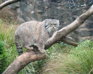 Preview wallpaper manul, tree, sit, care