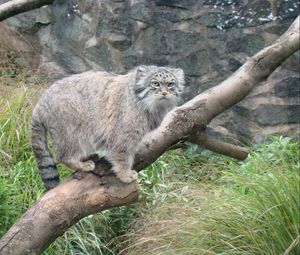 Preview wallpaper manul, tree, sit, care