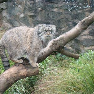 Preview wallpaper manul, tree, sit, care