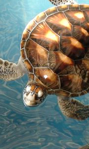 Preview wallpaper many, sea, underwater, turtle