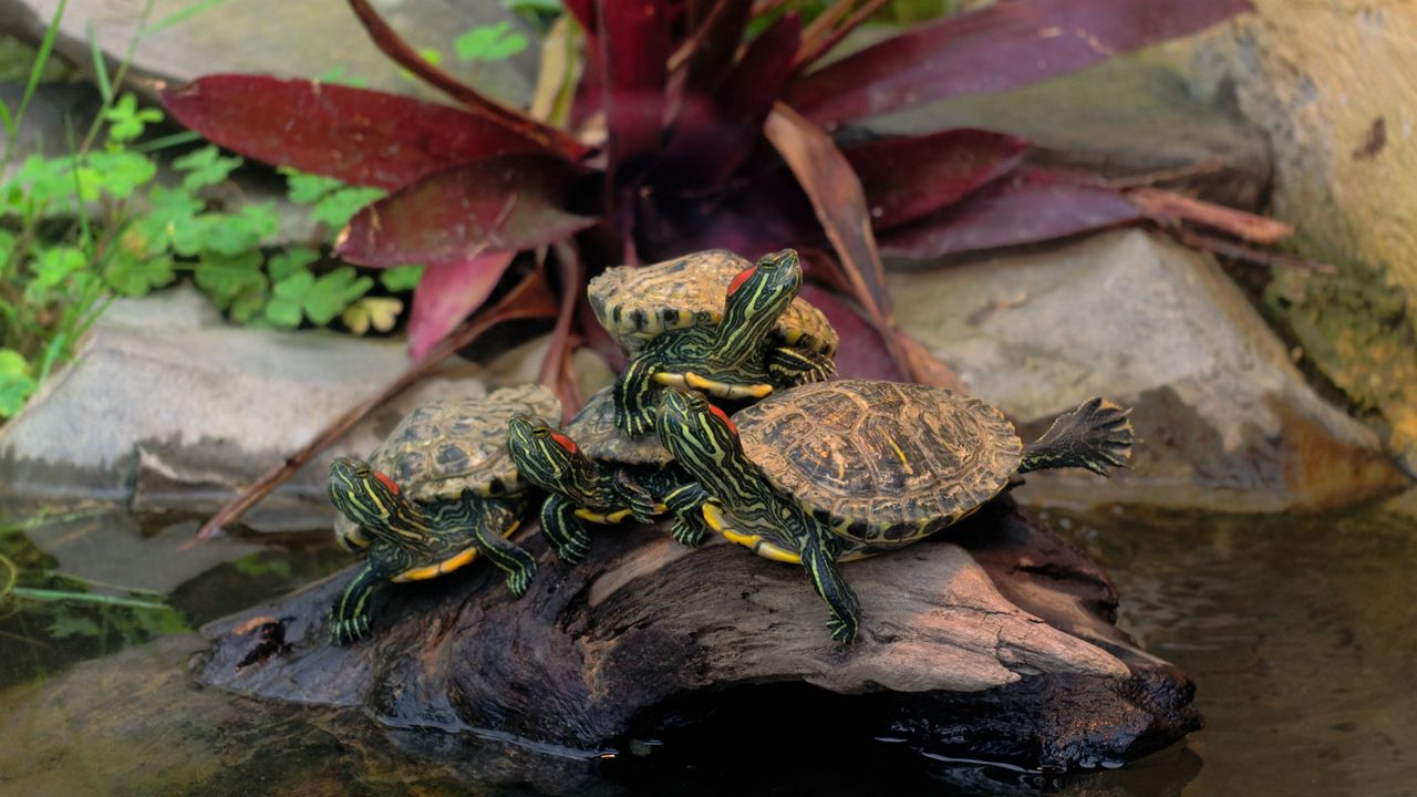 Wallpaper many, turtles, piece of wood, water hd, picture, image