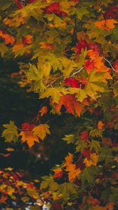 Preview wallpaper maple, autumn, branches, leaves, blur, colorful